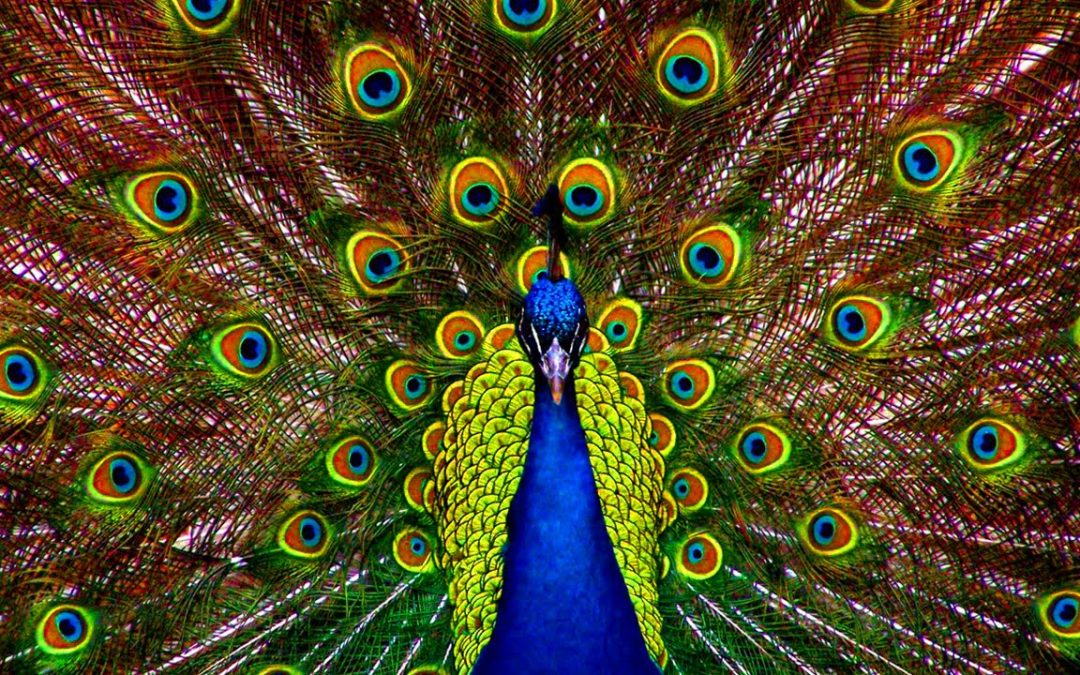 Love Frequencies: Indian Flute Music @432Hz | [VERY SOOTHING]