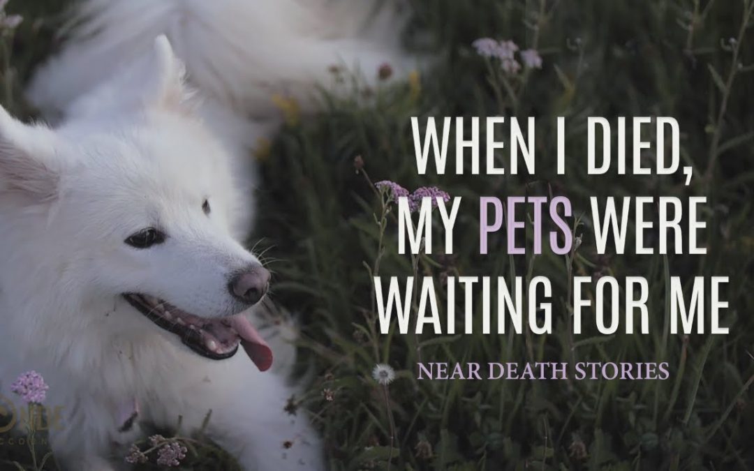 Vlogs We Love: Narrated NDE Pet Stories | Near Death Experience Compilation