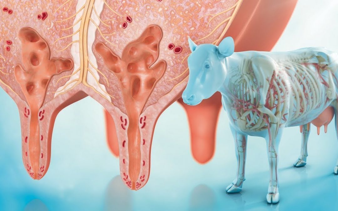 Eat To Live: 2 Years w/o Being Sick on the Dr. Sebi Alkaline Diet!! | Why Acid Foods Create Mucus & Inflammation