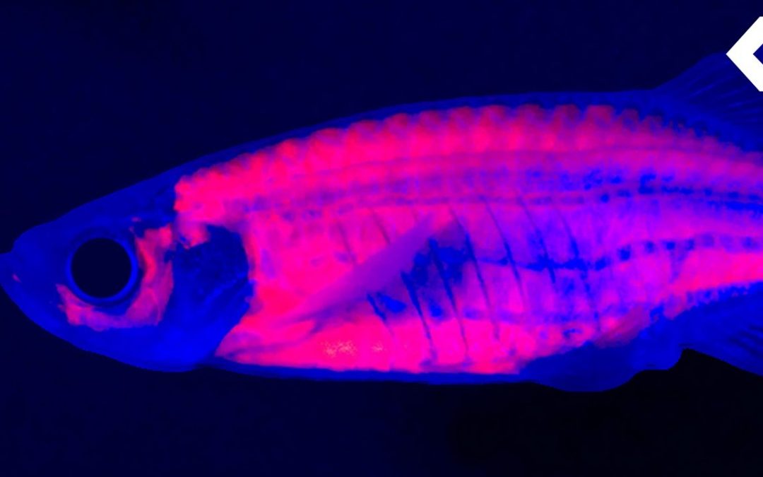 Let Us Pray: Drug-Addicted Fish Are Helping Scientists Solve the Opioid Crisis