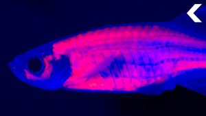 Drug-Addicted Fish Are Helping Scientists Solve the Opioid Crisis