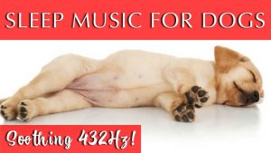 Help My Dog Sleep at Night | 432hz Sleep Music for Dogs