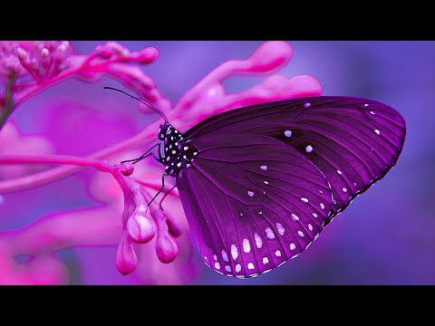 Love Frequencies: Frequency Music 432Hz | Sacred Solfeggio Healing Tones | Enhance Self Love | Sound Healing Session